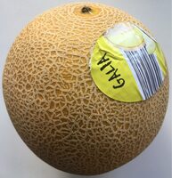 Melon jaune