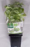 Albahaca