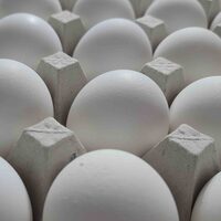 Extra large eggs