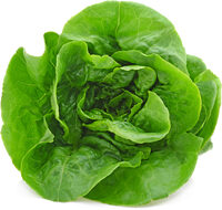 Butter lettuce