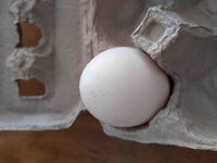 Egg - Jumbo