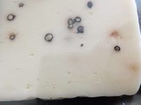 Pecorino