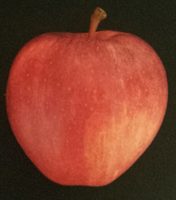 Pomme Royal Gala