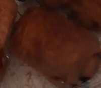 Pain au chocolat