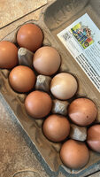 10 Jumbo Organic Eggs