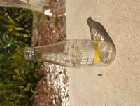 Organic Lemonade