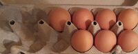 Oeuf
