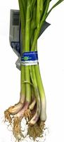 Ajos tiernos