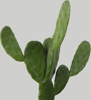 Nopales (Cactus)