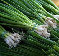 Leek Bulb and leaf