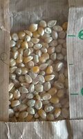 Maïs à pop-corn