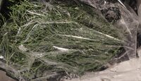 Salicornia