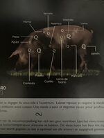 Iberico Pork