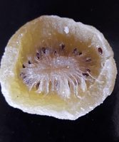 Kiwi déshydraté