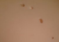 Provolone piquant