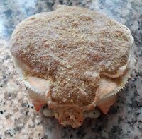 Crabes farcis