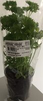 Persil frisé en pot