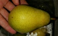 Poire Guyot