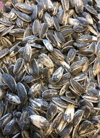Graines de tournesol grillées salées