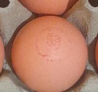 Oeuf