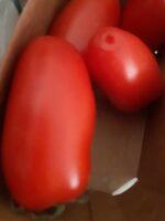 Tomate
