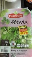 Mache