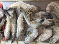 Crevettes