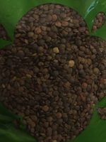 Lentilles vertes