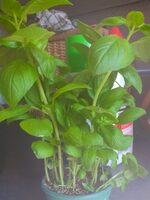 Basilic