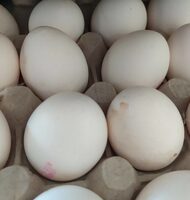 Oeufs frais blancs de poules élevées en plein air