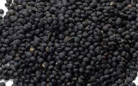 Lentilles noires Bio
