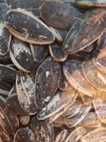 Graines de tournesol grillées et salées
