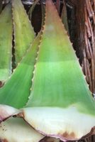 Aloe Vera bio