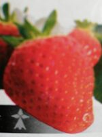 Fraise
