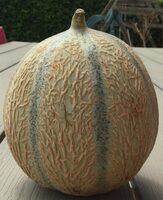 Melon