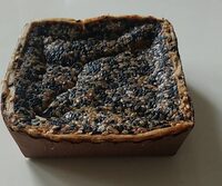 Tarte Betterave Butternut Gingembre