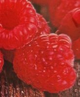 Sorbet framboise