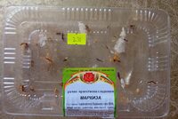 Маркиза