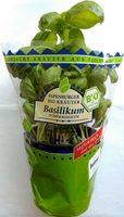 Basilikum