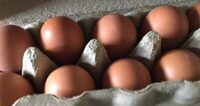 Eier