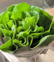 Kopfsalat mit Wurzeln