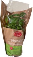 Basilikum