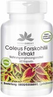 Coleus Forskohli Extrakt Nahrungsergänzungmittel