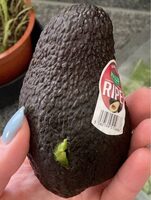 Avocats prêts à déguster