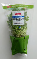 Suomalainen korianteri ruukussa
