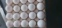 Ägg