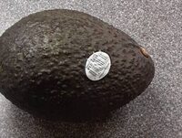 Avocats hass