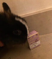 Violetta