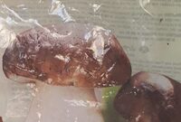 Funghi Porcini