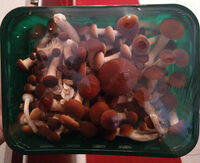 Funghi pioppini